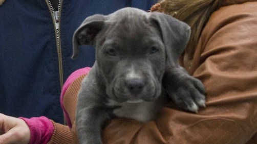 OH LE BEAU BÉBÉ! C'EST À QUI LE BEAU TI CHIENCHIEN HEIN? C'EST À QUI LE BEAU TI CHIENCHIEN?