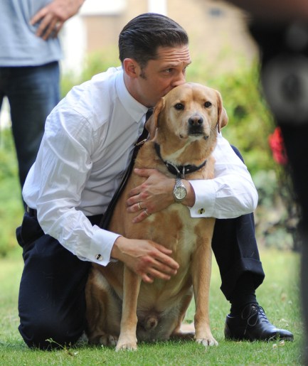 tom-hardy-labrador-4